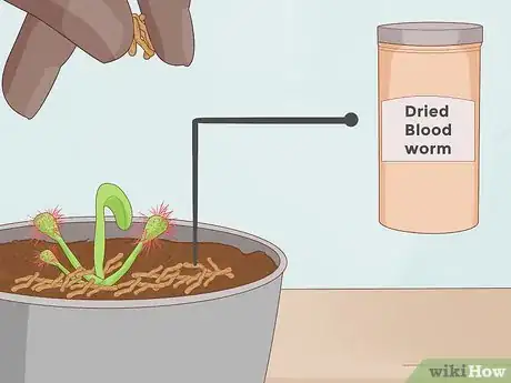 Image titled Grow Sundews Step 19