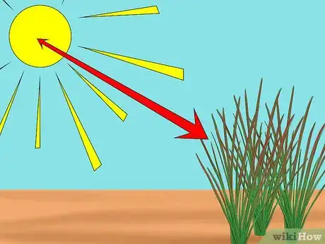 Image titled Grow Japanese Blood Grass Step 4