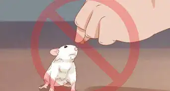 Teach a Rat Its Name