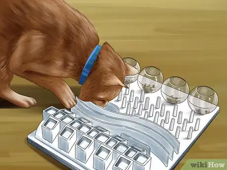 Image titled Feed a Cat Using Food Puzzles Step 1
