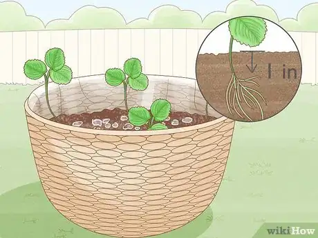 Image titled Grow Strawberries in Hanging Baskets Step 11