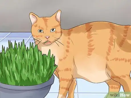 Image titled Prevent Cat Hairballs Step 6
