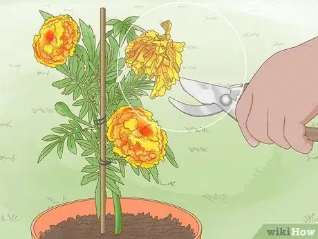 Image titled Make Marigolds Flower Step 9