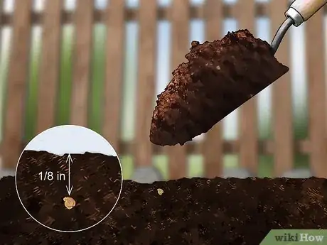 Image titled Grow African Daisy (Arctotis) Step 8