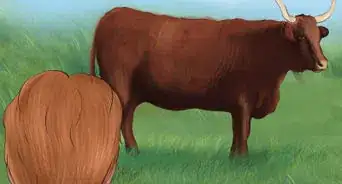 Identify Salers Cattle