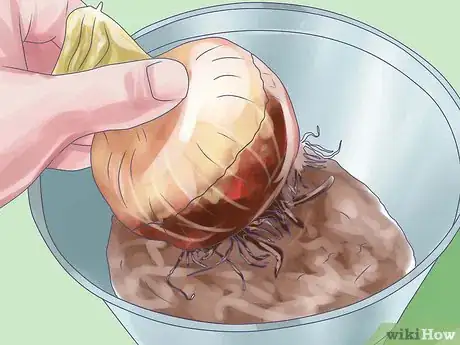 Image titled Care for Amaryllis Flowers Step 19