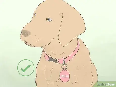 Image titled Care for Animals During the Coronavirus Outbreak Step 8