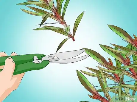 Image titled Grow Gaura Step 17