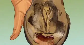 Clean a Horse's Hoof