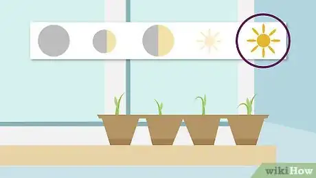 Image titled Plant Sedum Step 8