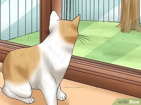 Image titled Diagnose Tapeworms in Cats Step 10