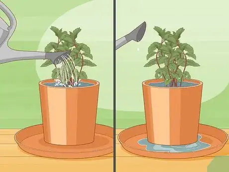 Image titled Water Herbs Step 6