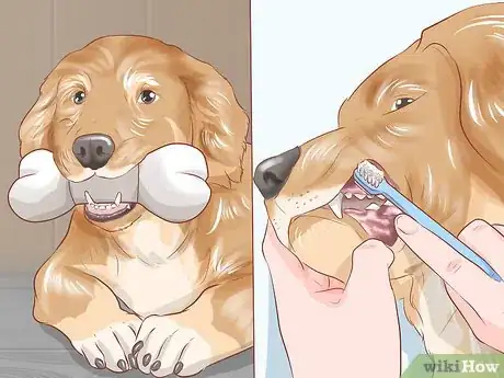 Image titled Groom Your Dog at Home Between Professional Groomings Step 12