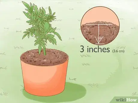 Image titled Make Marigolds Flower Step 4