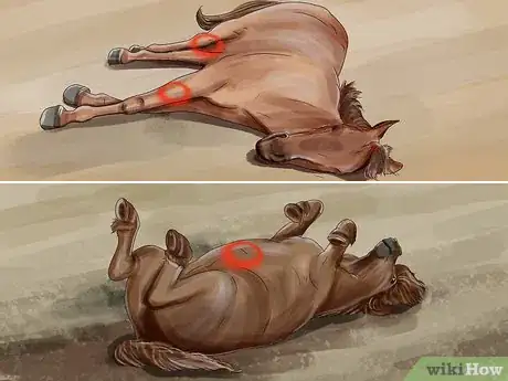 Image titled Prevent Botulism in Horses Step 12