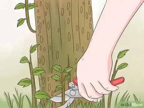 Image titled Prune Pomegranate Trees Step 10