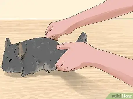 Image titled Manage Fur Slip in Chinchillas Step 1