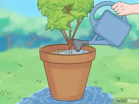 Image titled Maintain a Planter Step 9