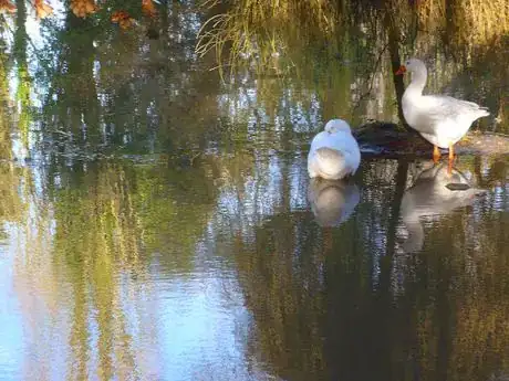 Image titled Love island