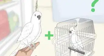 Choose a Cockatoo