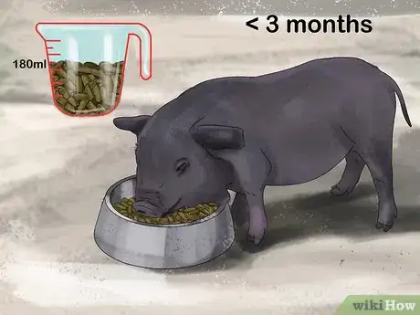 Image titled Have a Potbellied Pig for a Pet Step 12