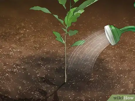 Image titled Grow Evergreen Trees Step 17