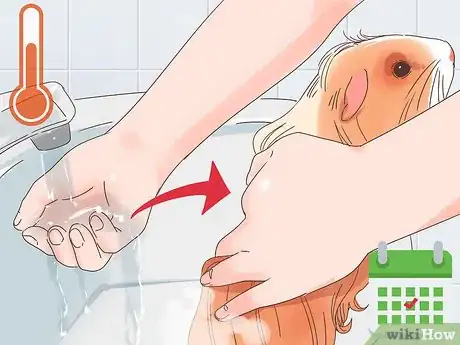 Image titled Care for a Coronet Guinea Pig Step 10