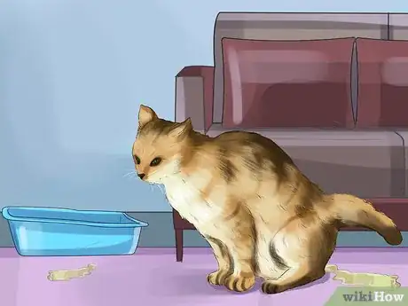 Image titled Treat Bacterial Cystitis in Cats Step 4