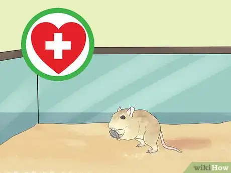 Image titled Care for a Shaw's Jird Step 13