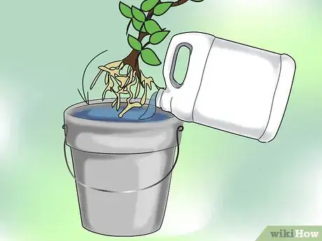 Image titled Prevent Clematis Wilt Step 3