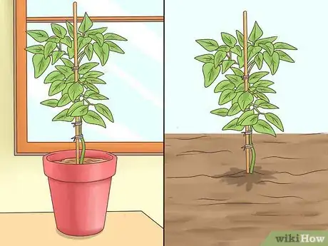 Image titled Grow Cinnamon Step 1