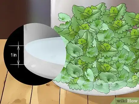 Image titled Harvest Creeping Charlie Step 7