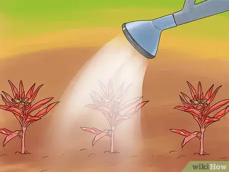 Image titled Grow Evening Primrose Step 7