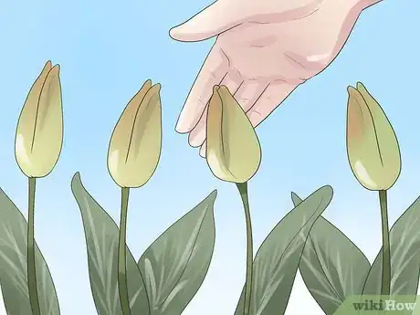 Image titled Grow Tulips Step 9