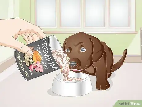 Image titled Choose Between Dry or Canned Dog Food Step 8