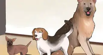 Choose the Right Dog Breed to Protect Your Home