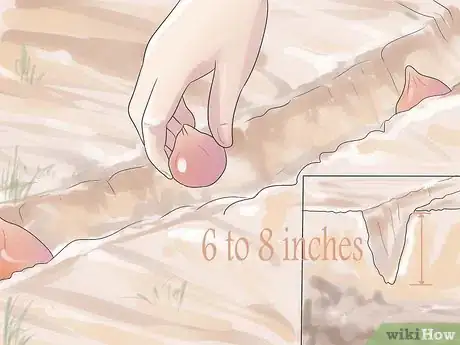 Image titled Grow Tulips Step 5