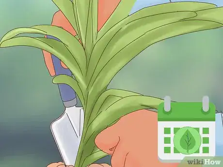 Image titled Grow Vanda Orchids Step 2