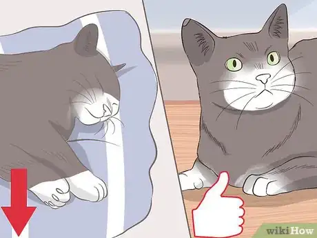 Image titled Diagnose Keratitis in Cats Step 10