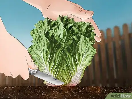 Image titled Grow Napa Cabbage Step 17
