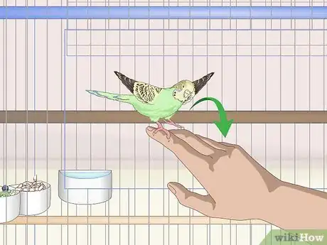 Image titled Own a Parakeet Step 17