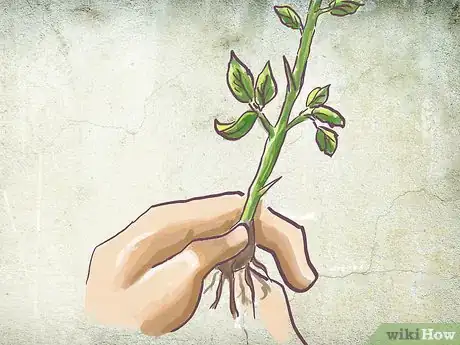Image titled Plant a Bare Rooted Rose Bush in a Pot Step 1