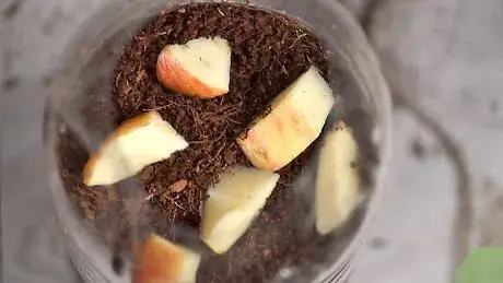 Image titled Make a Plastic Bottle Wormery Step 10