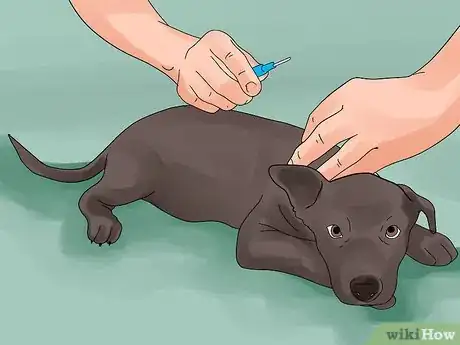 Image titled Avoid Losing Your Dog Step 7