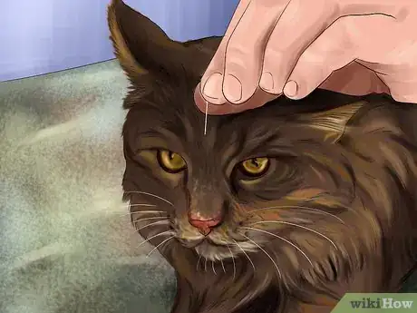 Image titled Treat a Cat with Acupuncture Step 1