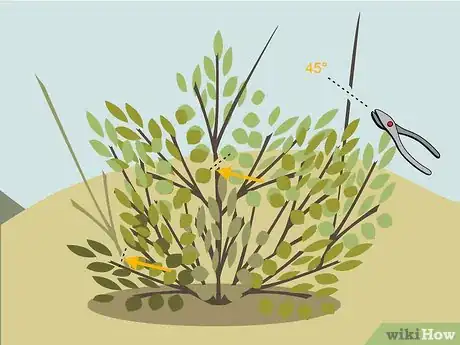 Image titled Prune Shrubs Step 01
