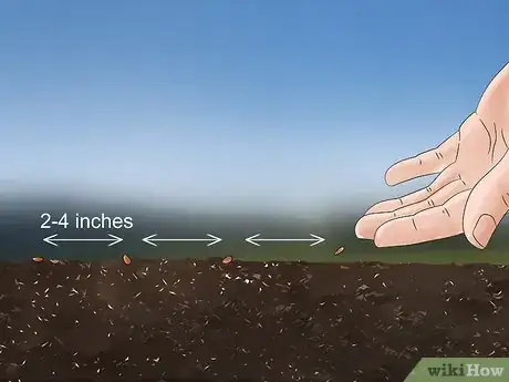 Image titled Grow Echium Step 8