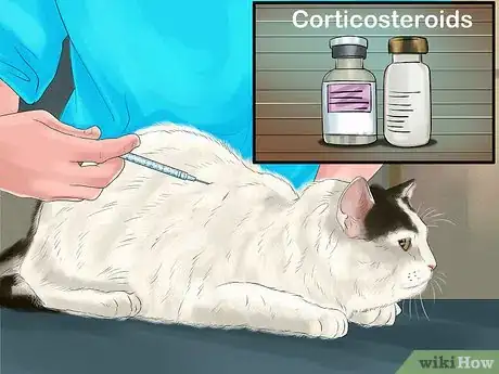 Image titled Diagnose and Treat Flea Allergies in Cats Step 11