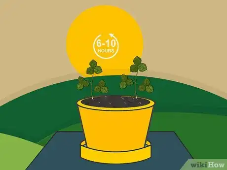 Image titled Grow Strawberries in a Pot Step 07