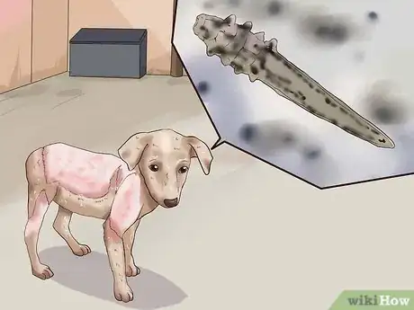 Image titled Diagnose and Treat Your Dog's Itchy Skin Problems Step 8